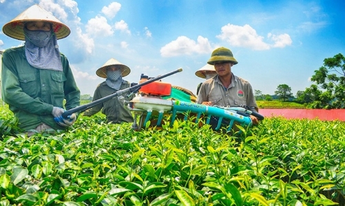 Bổ sung chính sách tăng khả năng hấp thụ vốn cho khu vực kinh tế tập thể