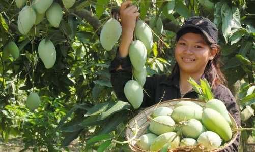 Xuất khẩu nông sản sang Hàn Quốc cần tuân thủ quy định an toàn vệ sinh thực phẩm