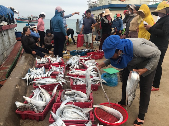 T&agrave;u c&aacute; đ&atilde; được lắp đặt thiết bị gi&aacute;m s&aacute;t h&agrave;nh tr&igrave;nh VMS cập cảng L&yacute; Sơn, tỉnh Quảng Ng&atilde;i. Ảnh Ng&ocirc; Anh Văn