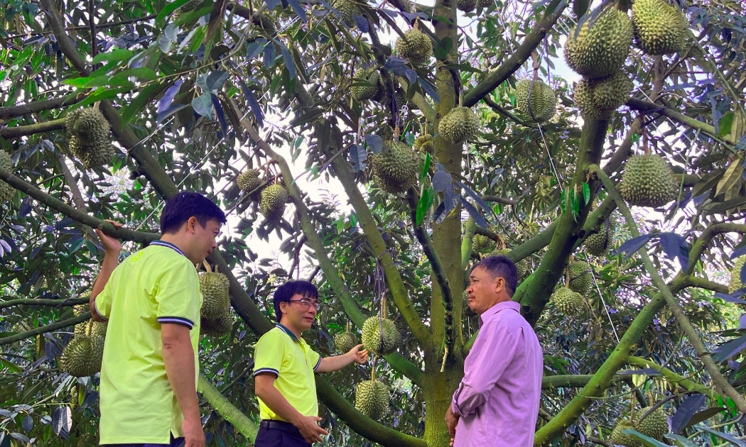 Cây sầu riêng hiện nay đang đón chờ cơ hội.