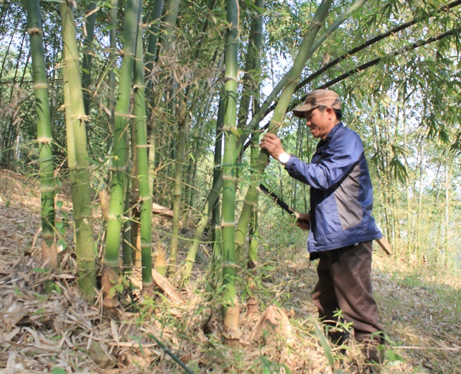 Với diện t&iacute;ch trồng tre, luồng lớn tỉnh Thanh H&oacute;a c&oacute; nhiều tiềm năng trong ph&aacute;t triển c&aacute;c sản phẩm tre, luồng xuất khẩu&nbsp;