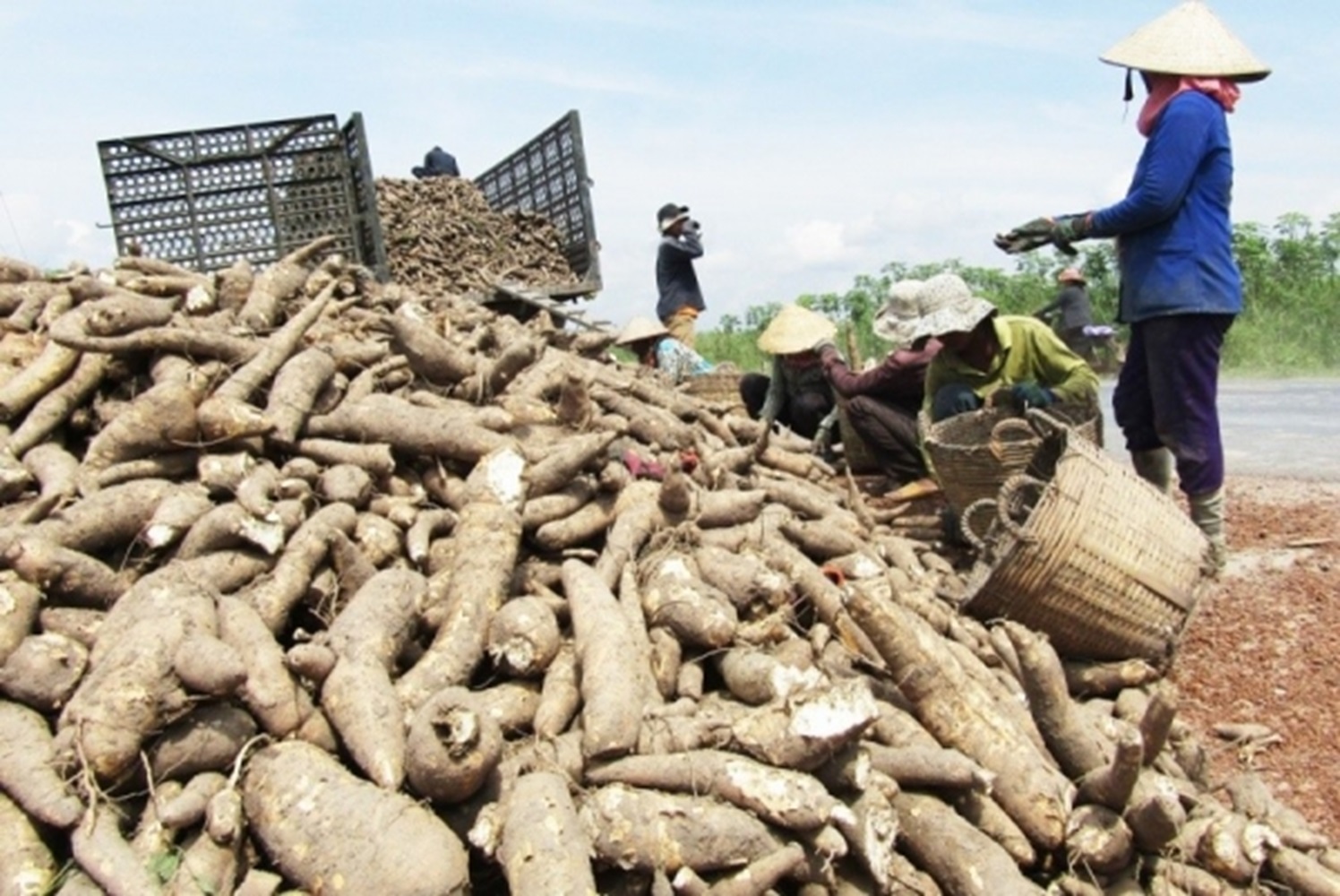 Xuất khẩu sắn vẫn chủ yếu phụ thuộc thị trường Trung Quốc.