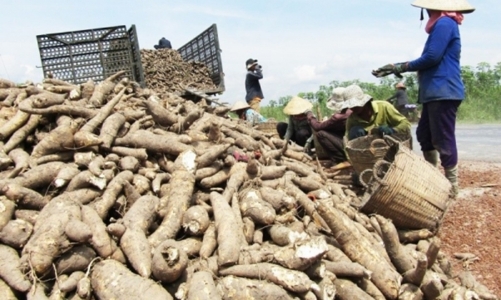 Ngành sắn đặt mục tiêu xuất khẩu  2 tỷ USD vào năm 2030