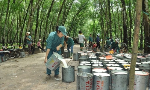 Xuất khẩu cao su của Việt Nam vẫn thuận lợi do thế giới thiếu hụt nguồn cung
