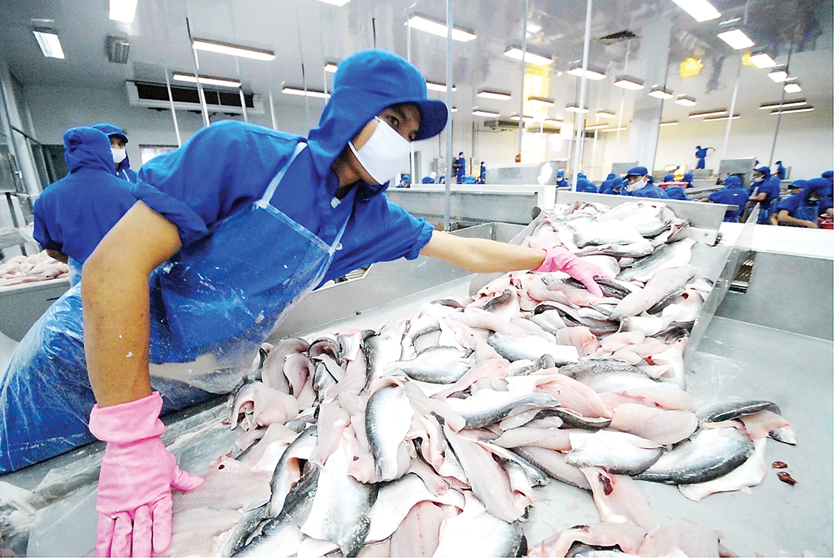 Xuất khẩu cá tra vẫn chưa lấy lại được tăng trưởng dương.