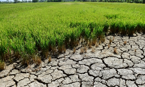 Xâm nhập mặn tại Đồng bằng sông Cửu Long ngày càng gay gắt