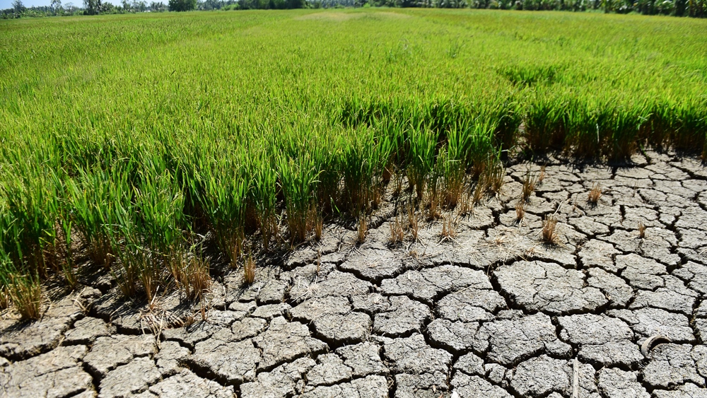 Xâm nhập mặn gây ảnh hưởng đến hoạt động sản xuất và sinh hoạt của người dân vùng ĐBSCL. Ảnh minh họa.