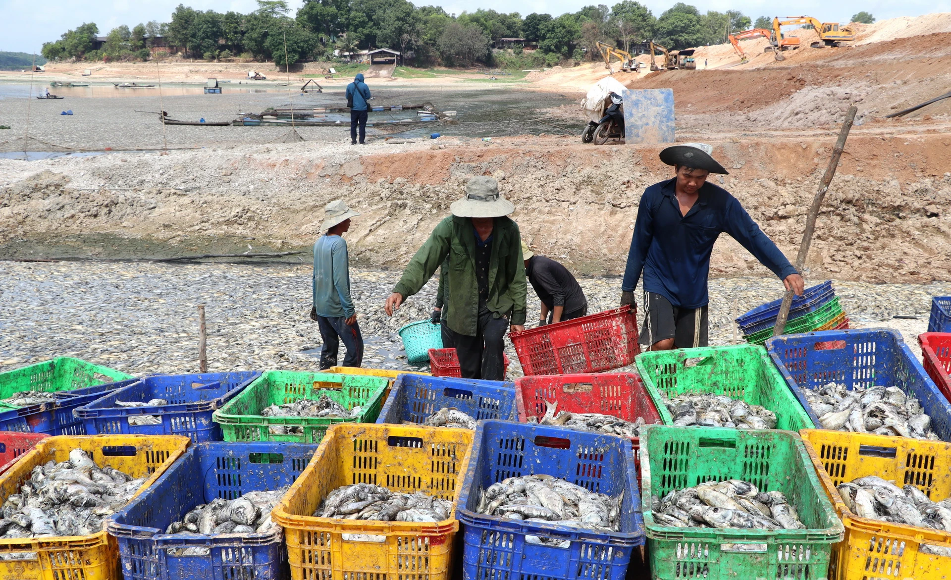 Thu gom cá chết xử lý làm phân vi sinh.