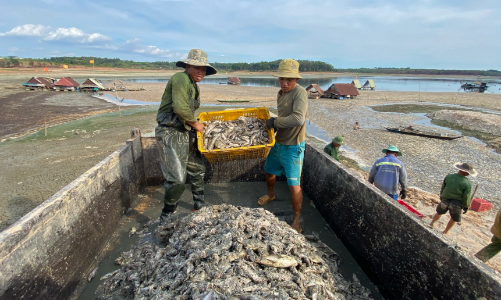 Xử lý môi trường tình trạng cá chết hàng loạt ở hồ Sông Mây
