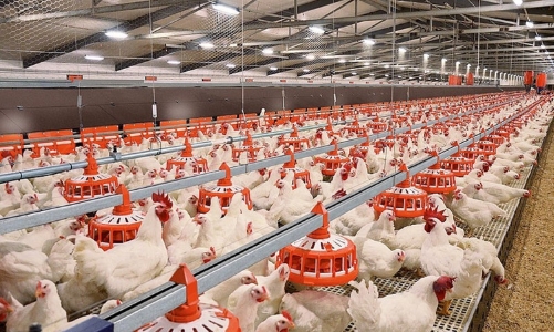 Ngành chăn nuôi triển khai 3 đề án lớn, hướng đến mục tiêu xuất khẩu đạt 3-4 tỷ USD vào năm 2030