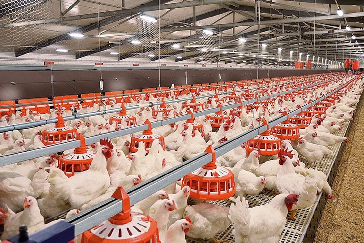 Phát triển chăn nuôi quy mô tập trung, hiện đại ngang tầm khu vực và thế giới