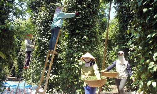 Giá hồ tiêu liên tục tăng, xuất khẩu sẽ cán mốc 1 tỷ USD trong năm 2024
