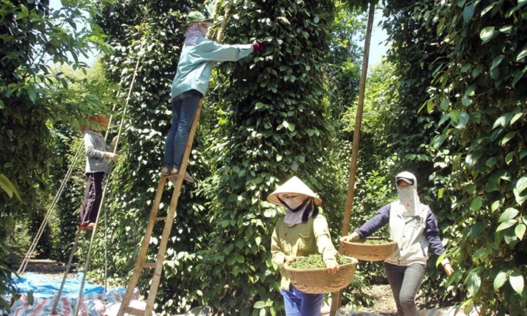 Giá thu mua hồ tiêu tại các vườn trồng trong nước sẽ chạm mốc 100.000 đồng/kg vào giữa tháng 5/2024.