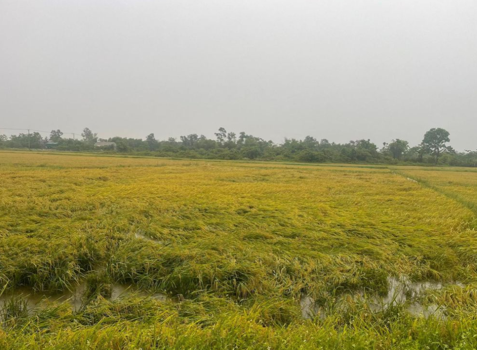 Mưa d&ocirc;ng diện rộng k&egrave;m theo lốc xo&aacute;y v&agrave; gi&oacute; giật mạnh khiến hơn 380ha l&uacute;a đang thời kỳ ch&iacute;n tại tỉnh Quảng Trị bị đổ ng&atilde;. Ảnh: N.V.