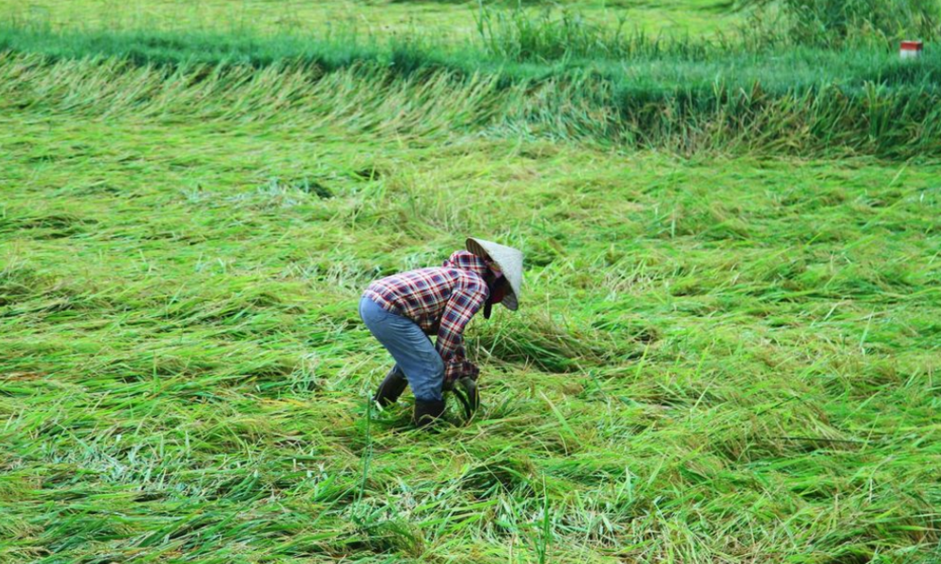Nhiều diện tích lúa sắp thu hoạch ở Quảng Bình bị đổ rạp. Ảnh: T.C