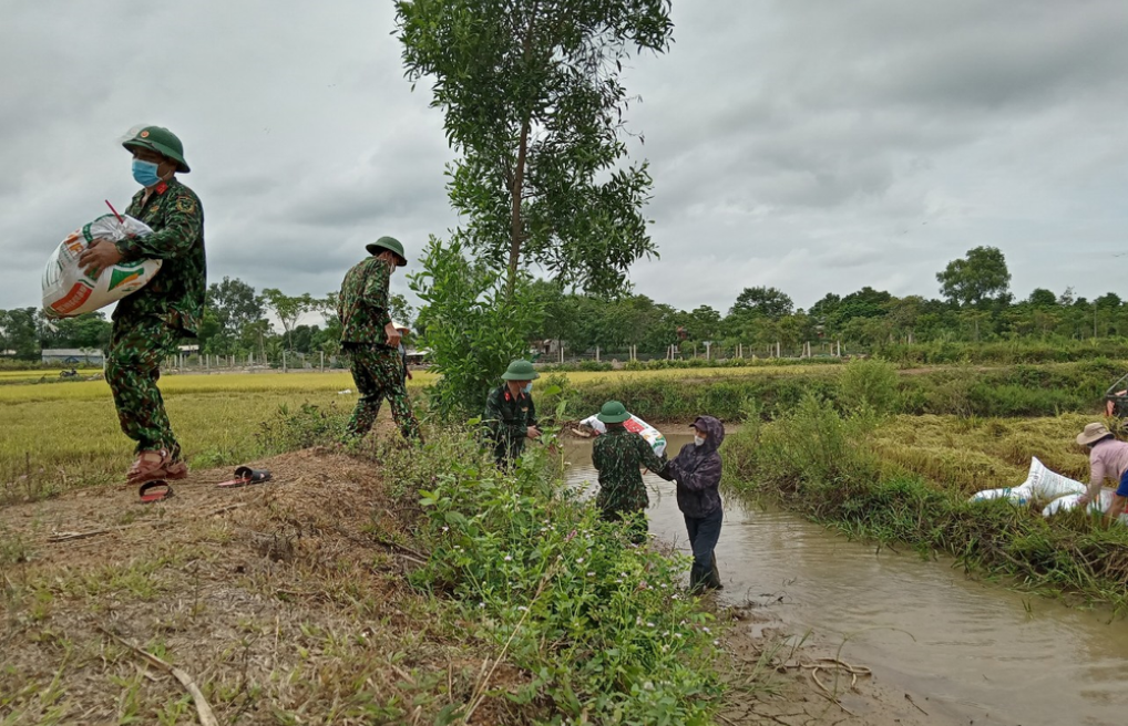 Bộ đội, d&acirc;n qu&acirc;n huyện Lệ Thủy gi&uacute;p d&acirc;n thu hoạch l&uacute;a. Ảnh Minh T&uacute;