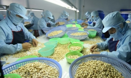 Xuất khẩu điều hướng tới mốc kỷ lục 4 tỷ USD