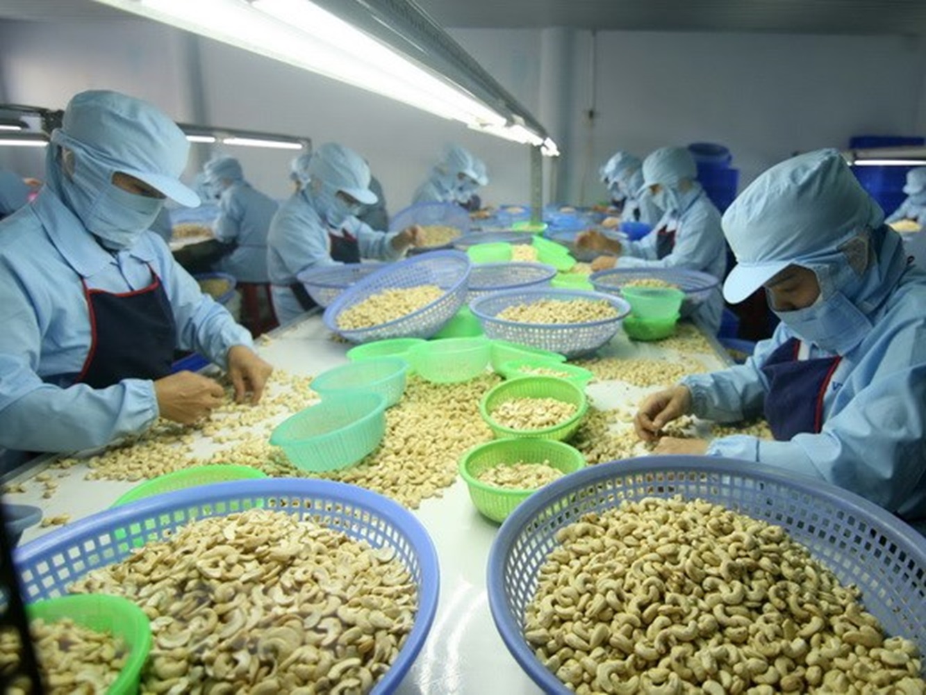 Xuất khẩu điều 4 tháng đầu năm 2024 tăng cả lượng và giá trị.