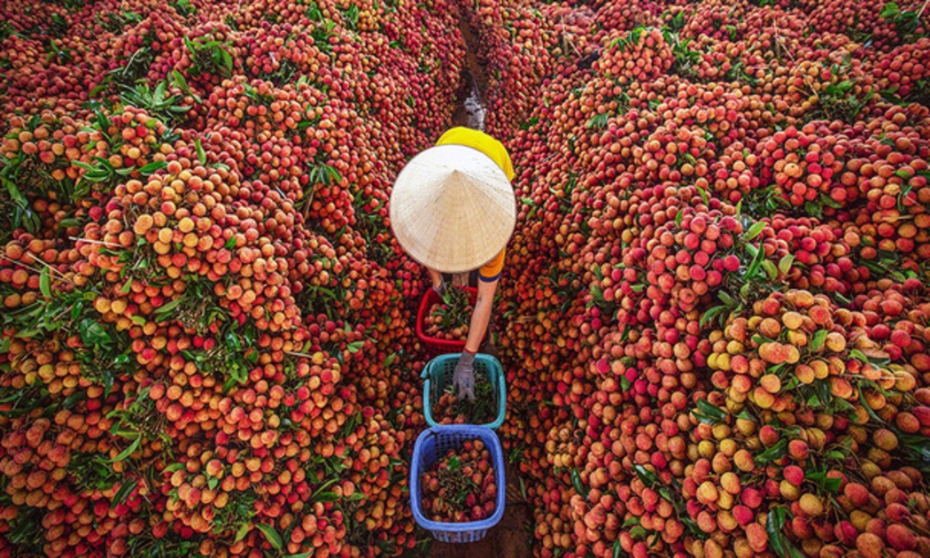 Vải thiều tại Bắc Giang, Hải Dương có nguy cơ mất mùa