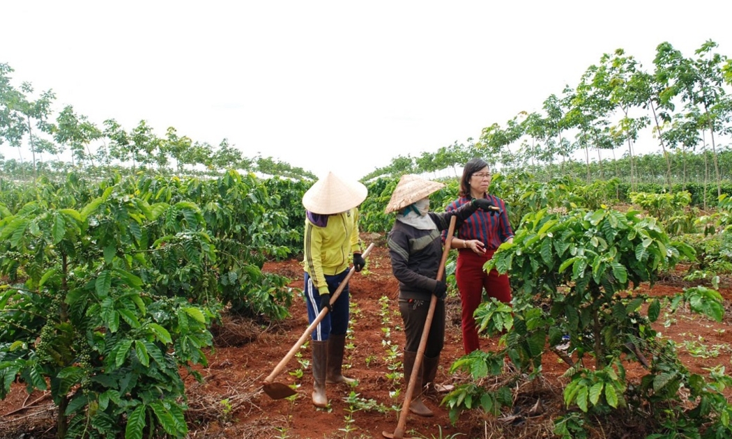 Dự án chuỗi giá trị bền vững cho cà phê, hồ tiêu là một trong những dự án thành công của ACIAR tại Việt Nam.
