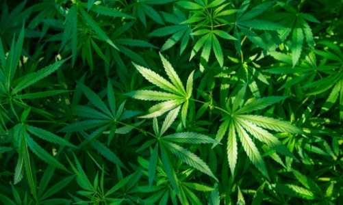 Phạm tội từ việc kinh doanh sản phẩm chứa tinh chất cần sa