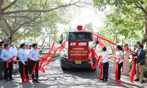 Lô củ sen đầu tiên của Việt Nam xuất khẩu sang Nhật Bản