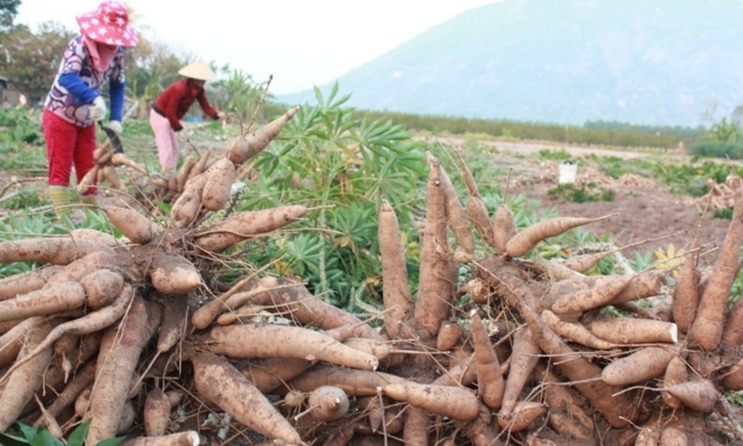 Trong quá trình phân tích các chuỗi mua bán thử nghiệm với mặt hàng tinh bột sắn, cơ quan thuế phát hiện nhiều đối tượng xuất khống hóa đơn.