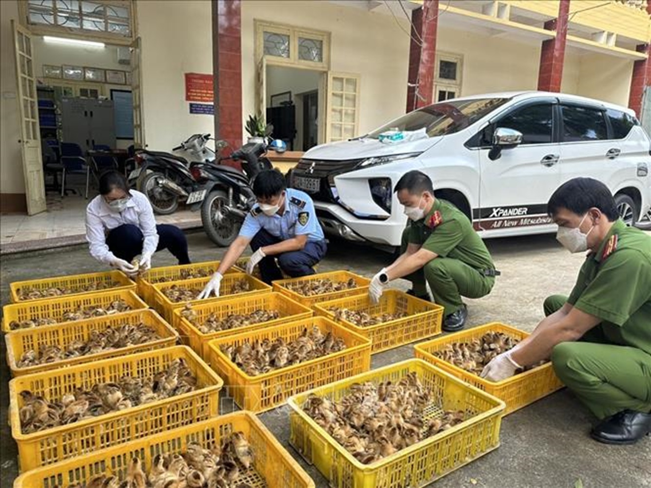 Cơ quan Công an đã phát hiện, bắt giữ nhiều vụ nhập lậu con giống gia cầm.