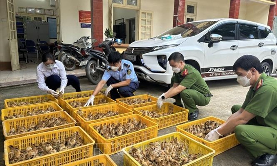 Cơ quan Công an đã phát hiện, bắt giữ nhiều vụ nhập lậu con giống gia cầm.