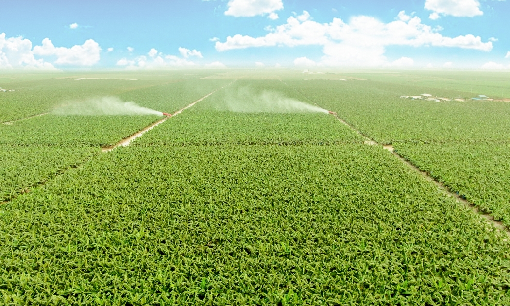 THACO AGRI ứng dụng cơ giới hóa, công nghệ sinh học và số hóa vào sản xuất nông nghiệp quy mô lớn.