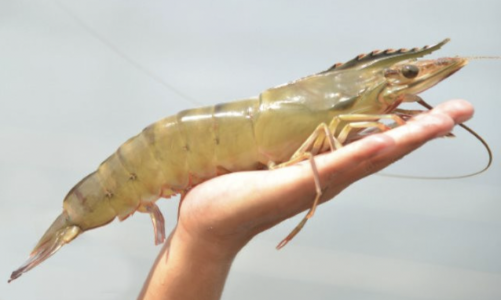 Cổ phiếu tôm bật tăng “tanh tách” sau tin Hoa Kỳ xem xét công nhận Việt Nam là kinh tế thị trường