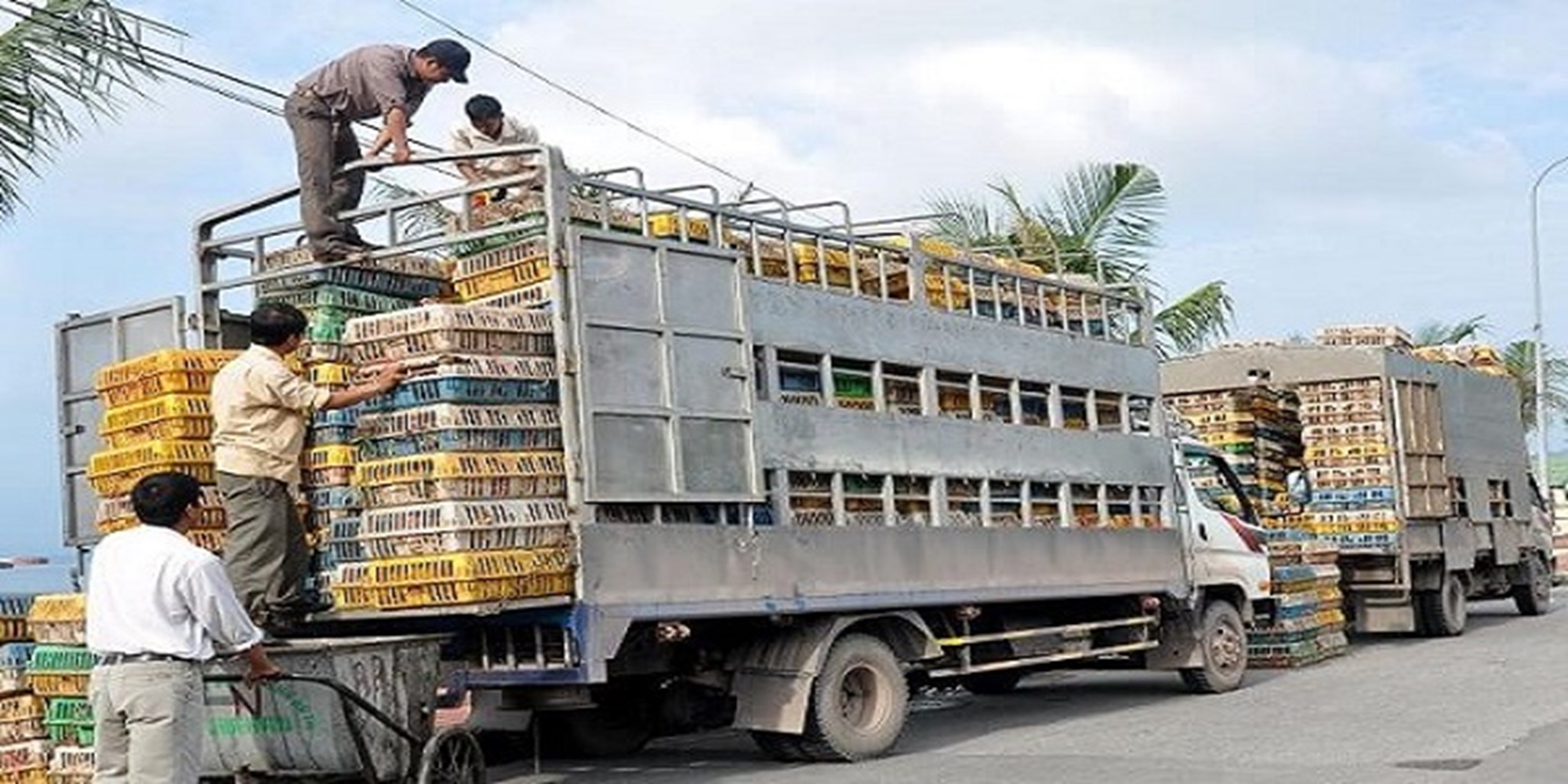 Vận chuyển động vật phải tuân thủ các quy định về kiểm dịch.
