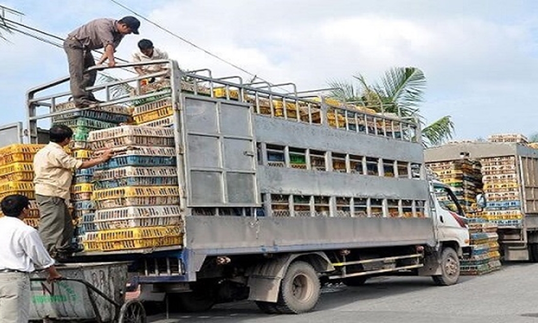 Vận chuyển động vật phải tuân thủ các quy định về kiểm dịch.