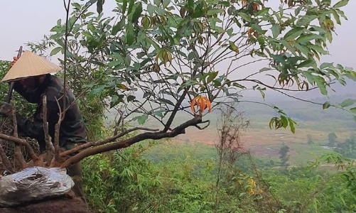 Sau lan đột biến, trào lưu săn tìm hoa dẻ đỏ đang gây sốt vùng rừng núi