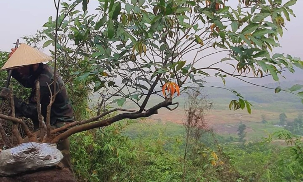 Người dân sinh sống chân dãy núi Ngàn Nưa “luồn rừng, cắt khe” khai thác hoa dẻ