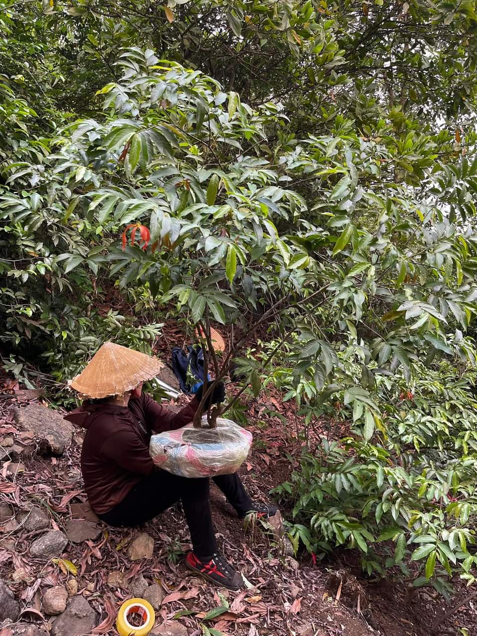 Để có thêm thu nhập, phụ nữ địa phương cũng theo chồng lên núi săn tìm loài hoa này.