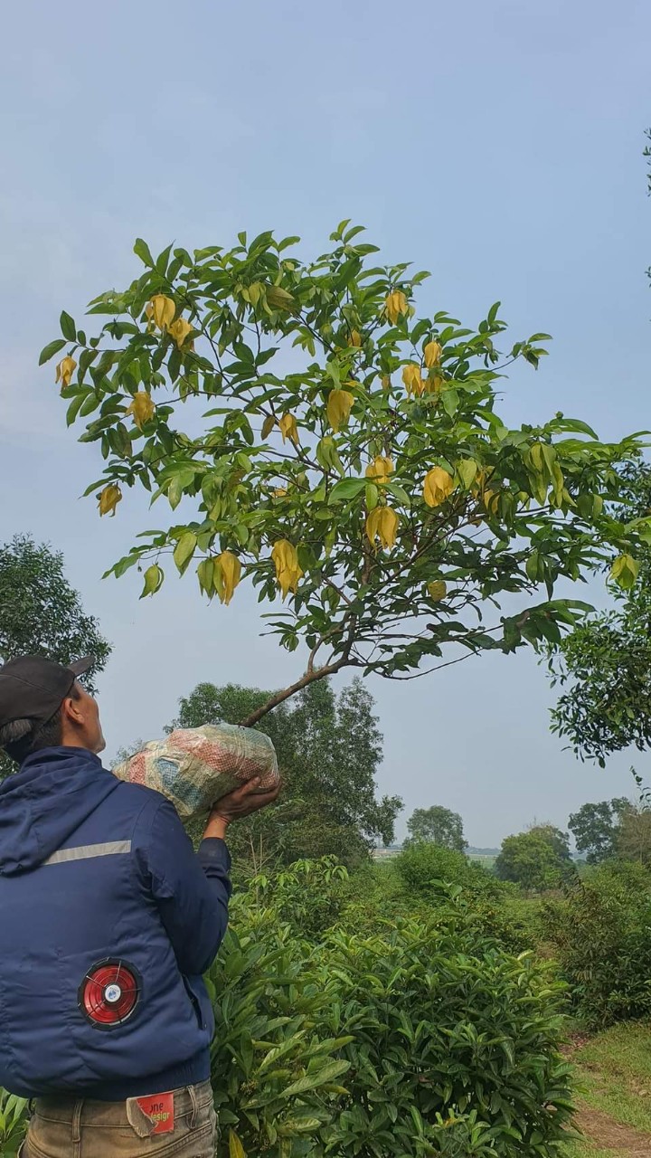 Nhiều người bắt đầu săn tìm loài hoa dại này trồng trong các khu vườn biệt thự, nhà phố