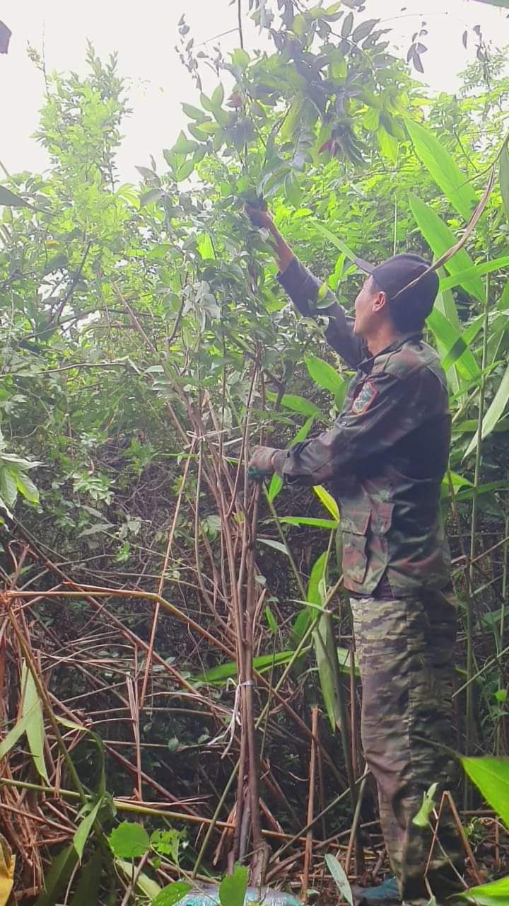 Nhận thấy c&acirc;y dẻ đỏ mang lại gi&aacute; trị kinh tế cao, n&ecirc;n nhiều người d&acirc;n địa phương đ&atilde; l&ecirc;n d&atilde;y ng&agrave;n Nưa khai th&aacute;c đưa về b&aacute;n.