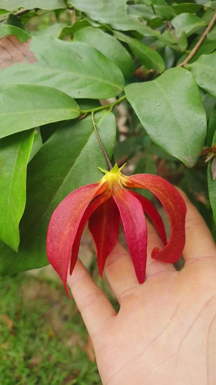 Loài hoa dẻ đỏ có trong rừng núi Bà Triệu, Thanh Hóa.