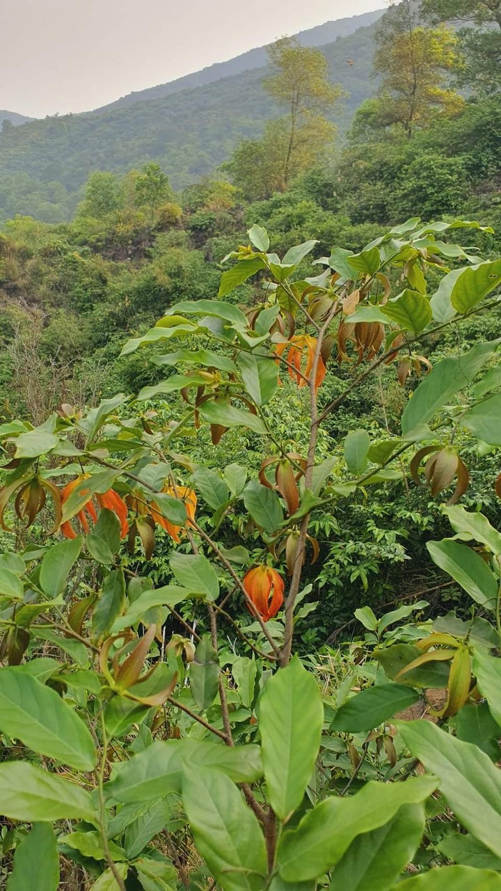 Cây hoa dẻ đỏ trên dãy núi Ngàn Nưa.