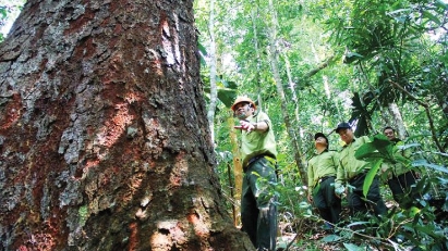 Carbon market in good shape