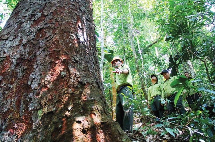 Carbon market in good shape