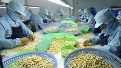 4M exports of cashew nuts earn $1.16 bln