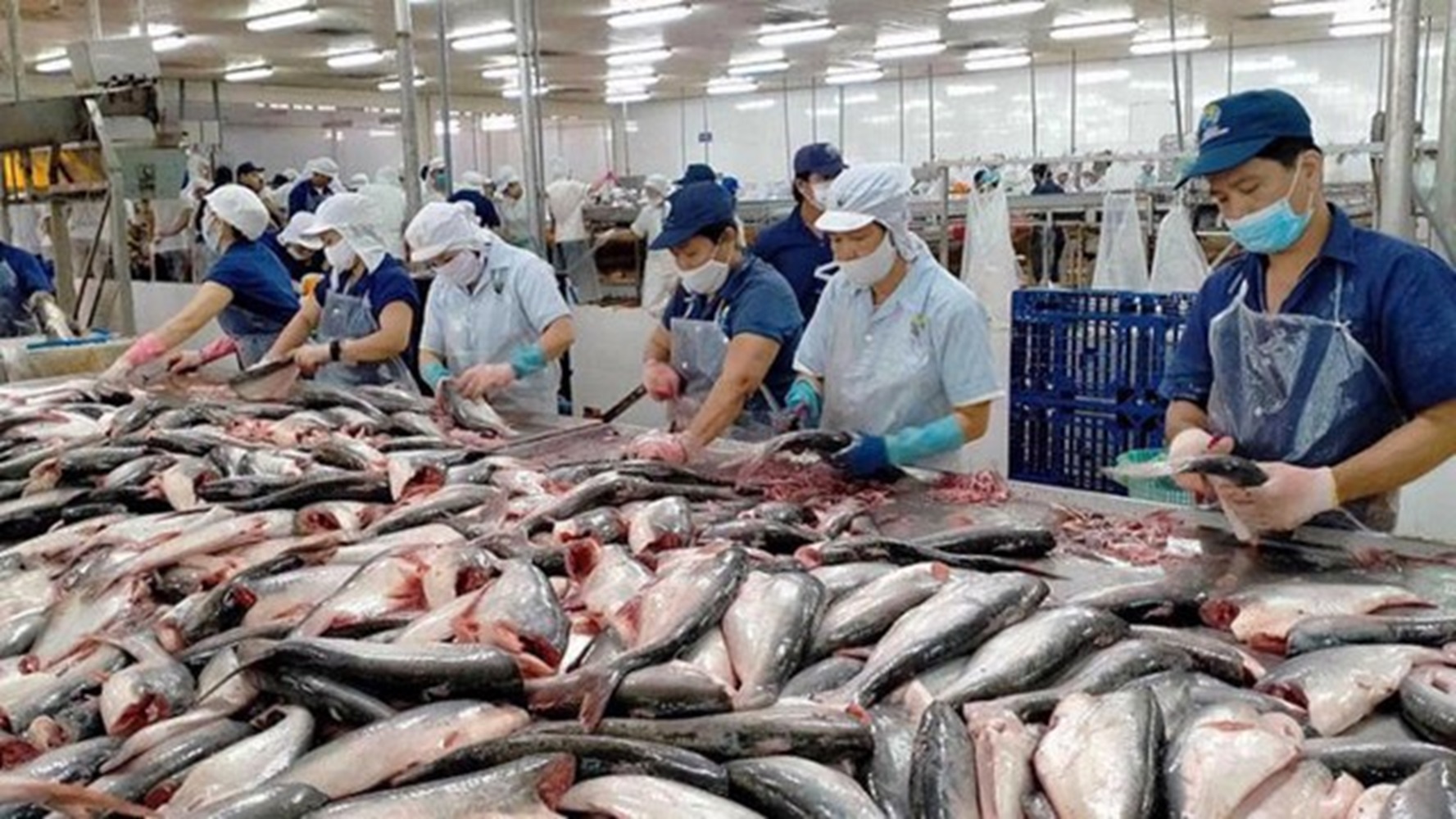 Xuất khẩu cá tra đã thấy dấu hiệu tăng trưởng 