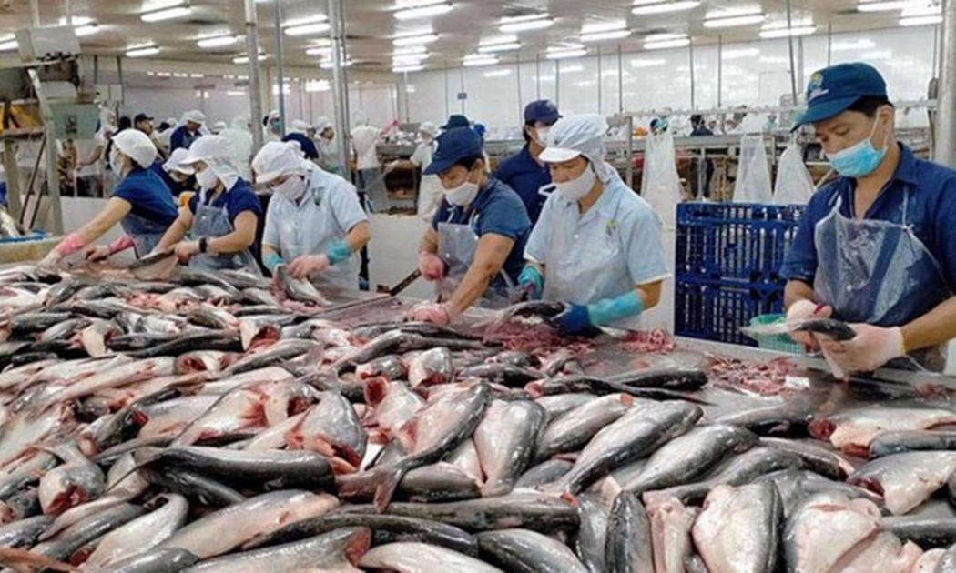 Xuất khẩu cá tra đã thấy dấu hiệu tăng trưởng