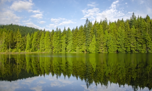 Ưu điểm về nguồn gốc và chất lượng giúp gỗ mềm Canada được ưa chuộng tại Việt Nam