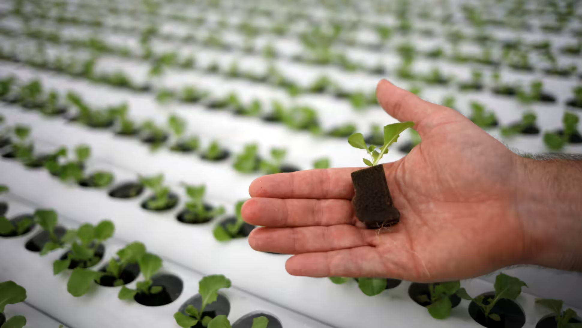 Thực phẩm hữu cơ cũng được cho l&agrave; một phần của thực phẩm tương lai.