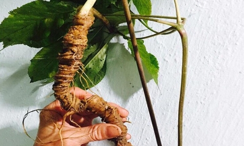 Lễ hội sâm và hương liệu, dược liệu quốc tế lần đầu tổ chức tại TP.HCM