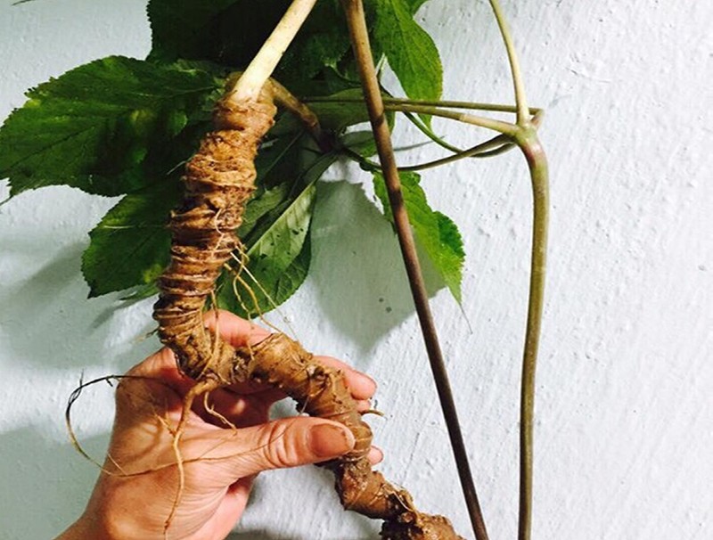 TP.HCM sẽ tổ chức Lễ hội sâm và hương liệu, dược liệu quốc tế lần đầu tiên - Ảnh minh họa