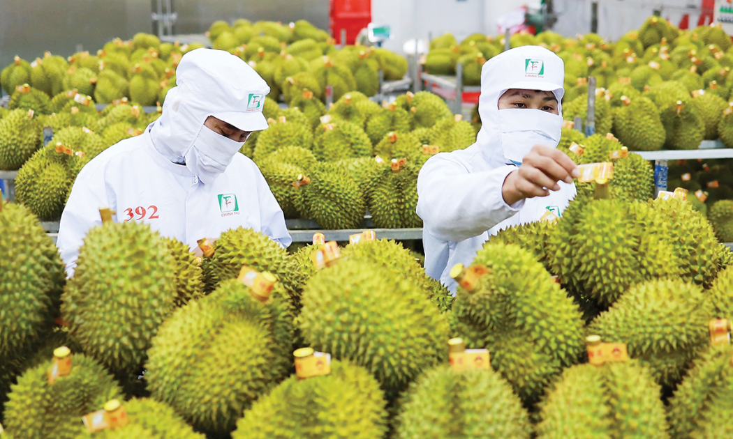 4 tháng đầu năm 2024, sầu riêng vẫn giữ “ngôi vương” với kim ngạch hơn 500 triệu USD, tăng khoảng 30% so với cùng kỳ năm trước.
